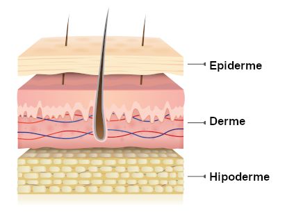 Corte anatômico esquemático da pele: Epiderme, Derme e Hipoderme