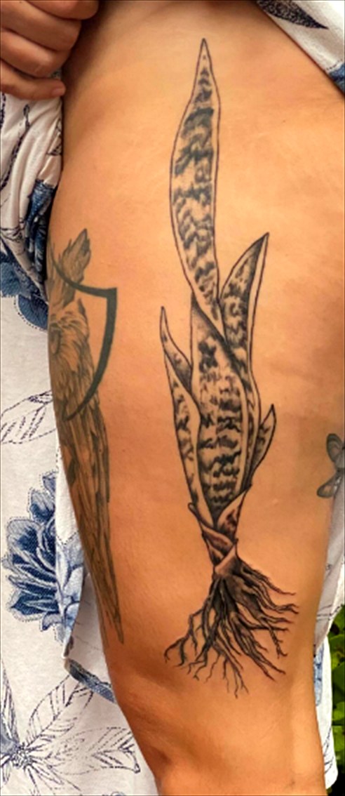 Tatuagem botânica de espada-de-são-jorge com raízes